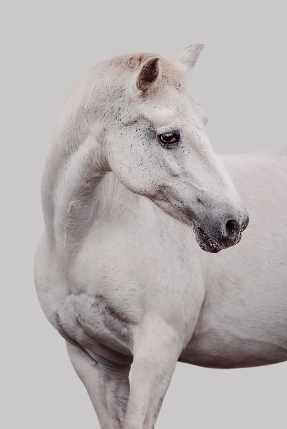 Ein weißes Pferd steht vor einem hellen Hintergrund.