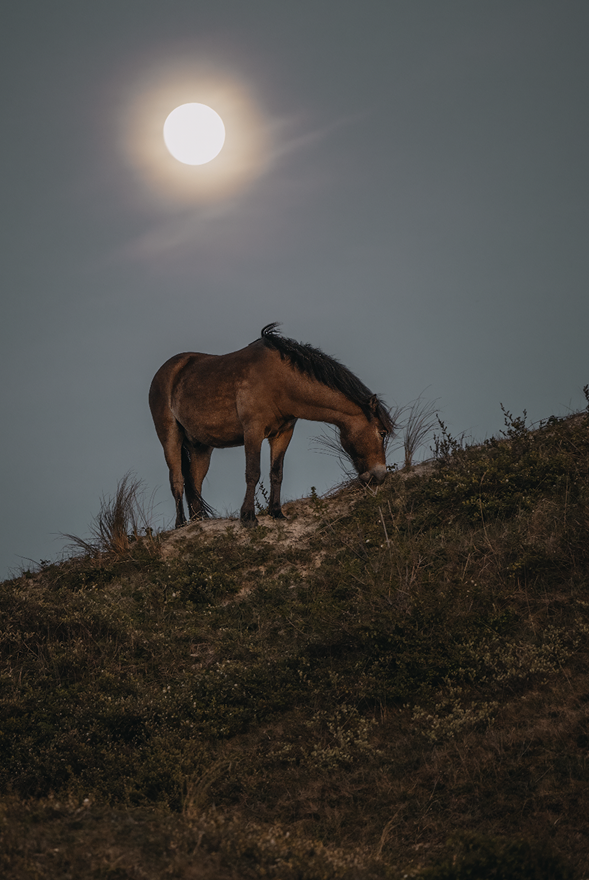 Ein Wildpferd steht auf einem Berg wo der Mond im Hintergrund erscheint.